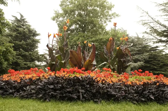 flowers Trained model Rendered