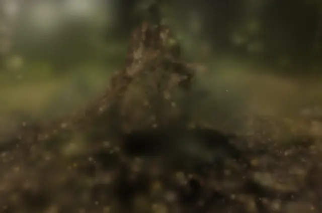 stump COLMAP init Rendered