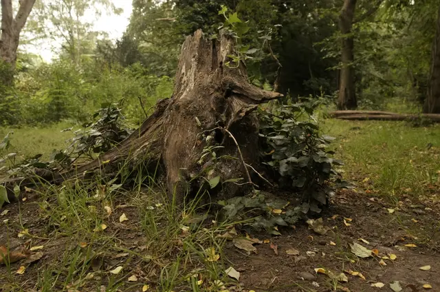 stump Trained model Rendered