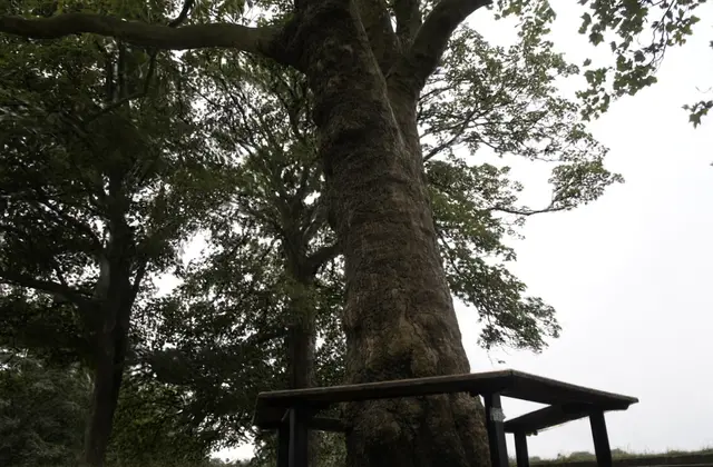 treehill Trained model Rendered